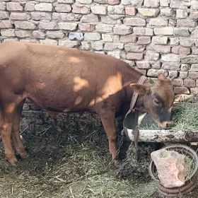 сары окуз