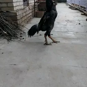 Taškent horaz