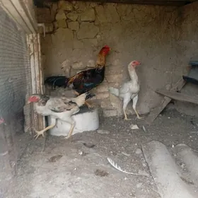 Özbek paroda