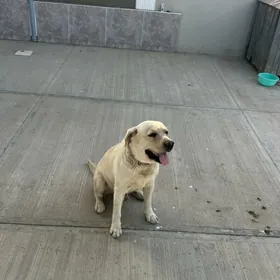 labrador