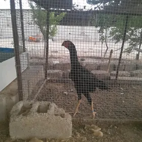 Özbek taşkent