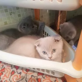 шатланские вислаухи
