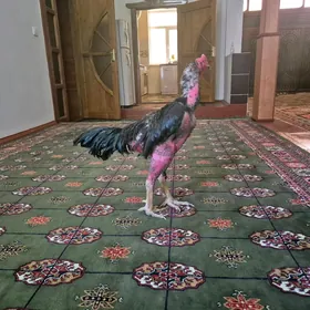 Хораз