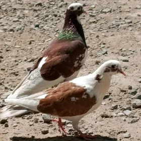 kepderi