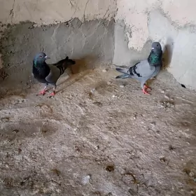 kepderi