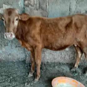okuzce