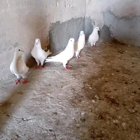 kepderi
