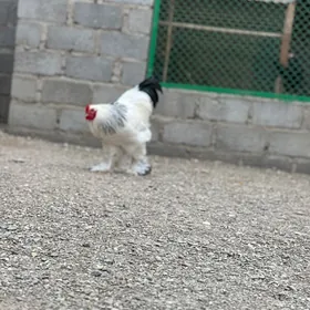 brama