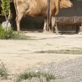 Gysyr sygyr