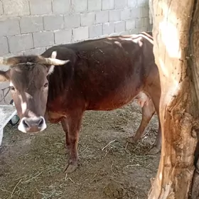 sygyr