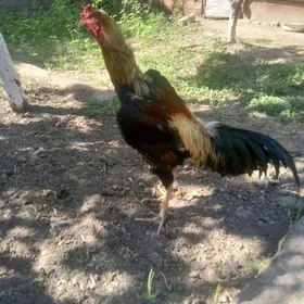 baysow