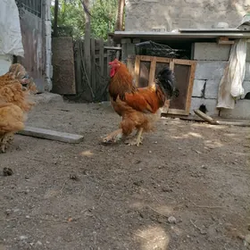 Brama horaz