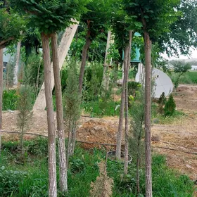Top Akasýa