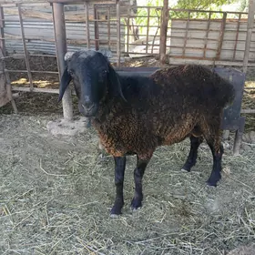 kockar