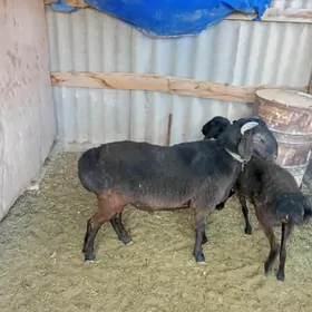 Koçkar