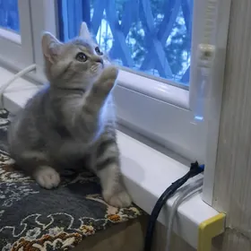Чистокровные шиншилы