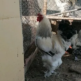 Brama horoz
