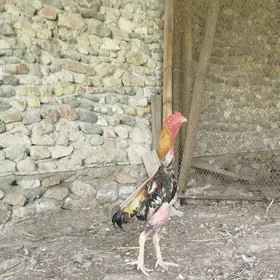 Horaz