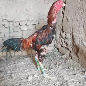 paroda horaz baysy