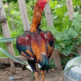 horaz