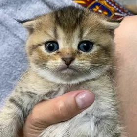 Вислоухая девочка