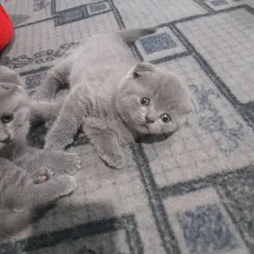 Pişik