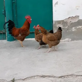 Tokuw Horaz Kuçin paroda