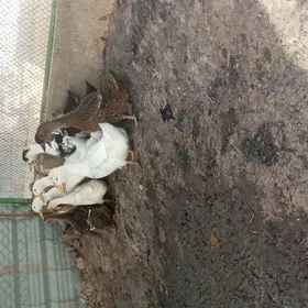 gak gak ördek