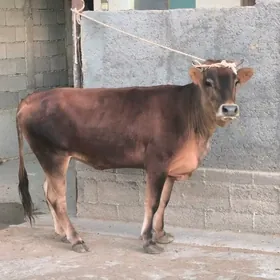 TÛWE BAKYLAN