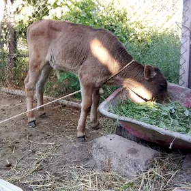 Öküzçe Siwet Tohum