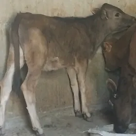 tuwe tohum swes 2 sanak