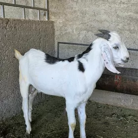 Pakistan teke