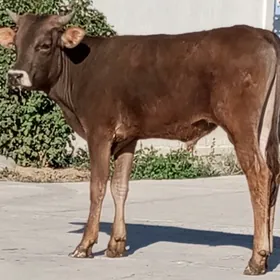 ÖKÜZ