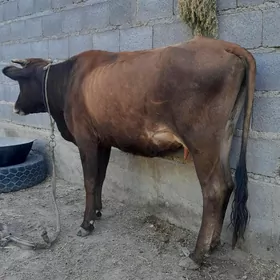 göleli sygyr