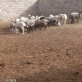 işşekler
