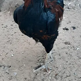Horoz dominant