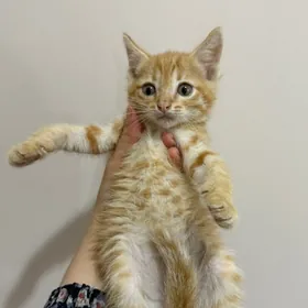 котята