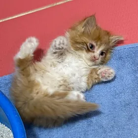 котята сибирки