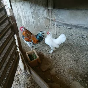 karlyk