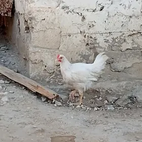 horaz