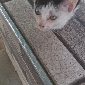 pişik