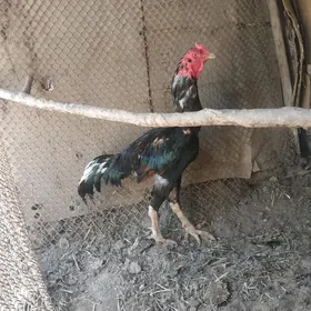 horaz