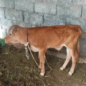 okuz tuwe gole