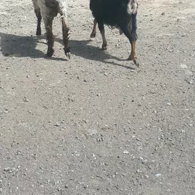 goyun geçi