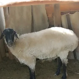 Goýun