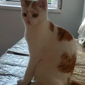 кот домашний