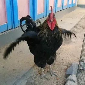 GIGANT HORAZ