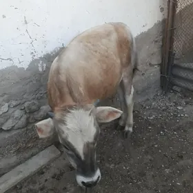 öküz