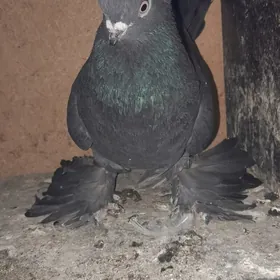 kepderi