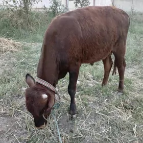 öküzçe